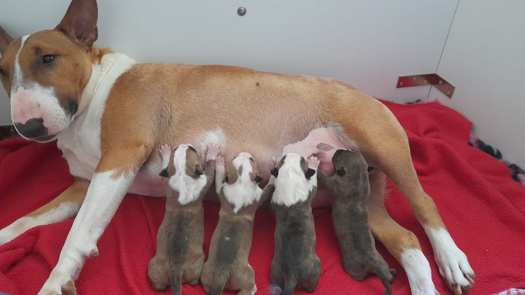 chiot Bull Terrier Emotion In Motion